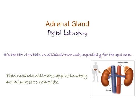 Adrenal Gland Digital Laboratory