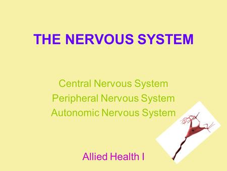 THE NERVOUS SYSTEM Central Nervous System Peripheral Nervous System Autonomic Nervous System Allied Health I.