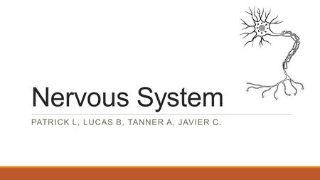 Nervous System PATRICK L, LUCAS B, TANNER A, JAVIER C.