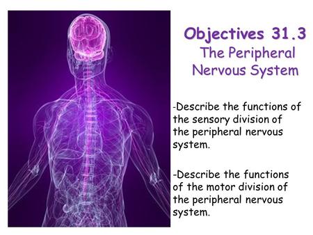Objectives 31.3 The Peripheral Nervous System