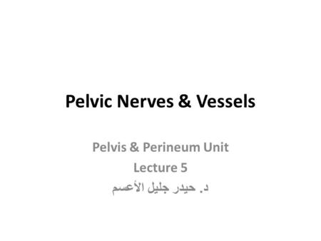 Pelvic Nerves & Vessels