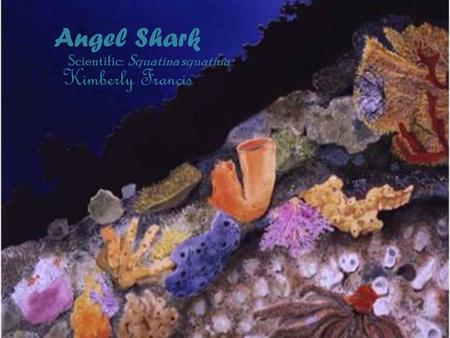Angel Shark Kimberly Francis Scientific: Squatina squatina.