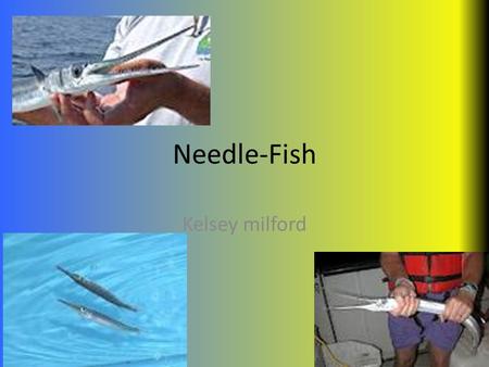 Needle-Fish Kelsey milford. Scientific Name Strongylura gigantea.