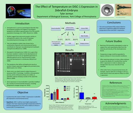 Methods Results The Effect of Temperature on DISC-1 Expression in Zebrafish Embryos Tyler Jermyn Department of Biological Sciences, York College of Pennsylvania.