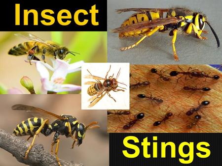 Stings.  Although many different types of insects in the United States are able to inflict a poisonous bite or sting, the insects most likely to cause.