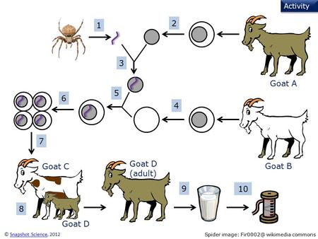 1 2 3 4 5 6 7 8 9 10 Activity © Snapshot Science, 2012Snapshot Science Spider image: wikimedia commons Goat A Goat B Goat C Goat D (adult) Goat.