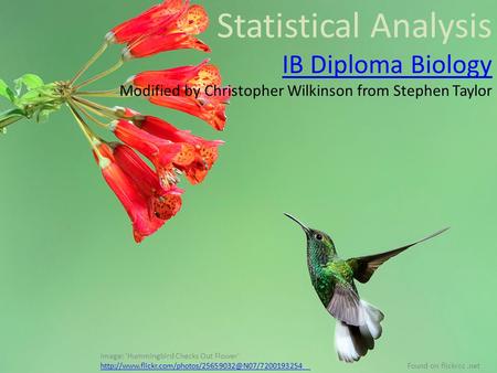 Statistical Analysis IB Diploma Biology Modified by Christopher Wilkinson from Stephen Taylor Image: 'Hummingbird Checks Out Flower'