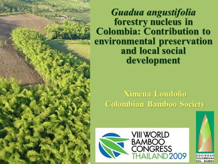 Guadua angustifolia forestry nucleus in Colombia: Contribution to environmental preservation and local social development Ximena Londoño Colombian Bamboo.