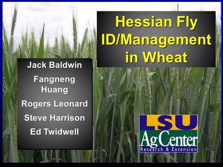Hessian Fly ID/Management in Wheat Jack Baldwin Fangneng Huang Rogers Leonard Steve Harrison Ed Twidwell Jack Baldwin Fangneng Huang Rogers Leonard Steve.