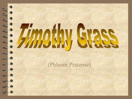 (Phleum Pratense) Timothy Grass  Scientific name: Phleum pratense  Family: Gramineae(grass family)  Nickname: Herd grass  Originated in: New England.