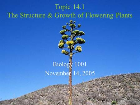 Topic 14.1 The Structure & Growth of Flowering Plants Biology 1001 November 14, 2005.
