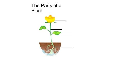 The Parts of a Plant. The flower is the part of the plant that attracts pollinators such as bees. The flower is the part of the plant that makes seeds.