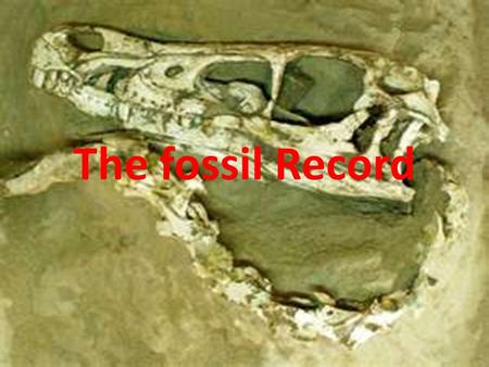 The fossil Record.