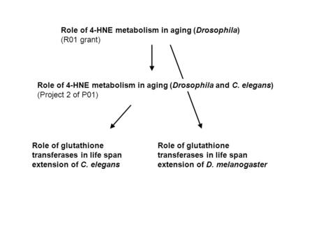 Role of 4-HNE metabolism in aging (Drosophila) (R01 grant) Role of glutathione transferases in life span extension of C. elegans Role of 4-HNE metabolism.