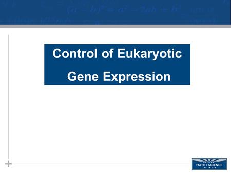 Control of Eukaryotic Gene Expression. 2 Eukaryotic Gene Regulation Prokaryotic regulation is different from eukaryotic regulation. 1.Eukaryotic cells.