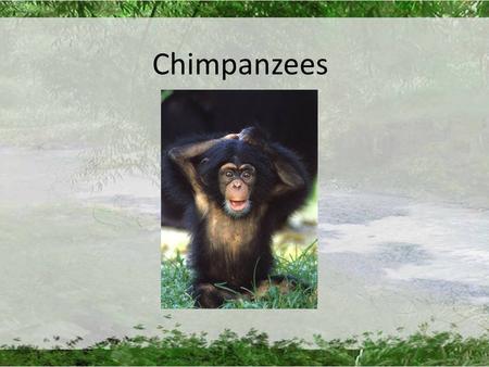 Chimpanzees. Overview Anatomy Habitat Diet Relationships and Structures Interesting Facts.