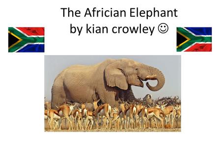 The Africian Elephant by kian crowley.  Facts The africian elephants are the largest land animal in the world The elephants weigh (on average) 6000kg.