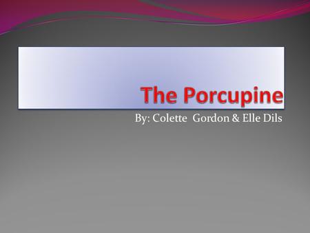 By: Colette Gordon & Elle Dils The Porcupine has thousands of pointy quills that make them look hairy. The porcupine can be black or different shades.