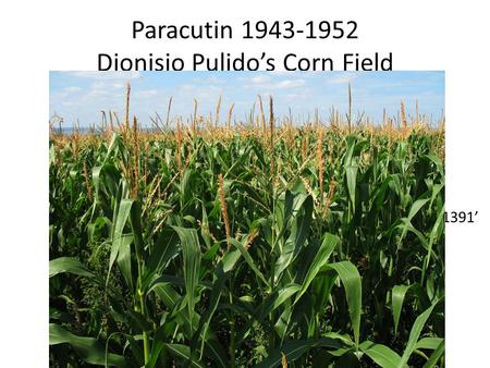 Paracutin 1943-1952 Dionisio Pulido’s Corn Field 1391’