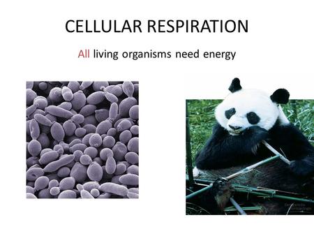 All living organisms need energy