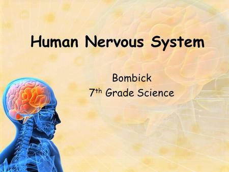 Human Nervous System Bombick 7 th Grade Science. Outline of Presentation A. Nerve Cell Biology 1. Anatomy 2. Physiology B. Parts of Nervous System 1.