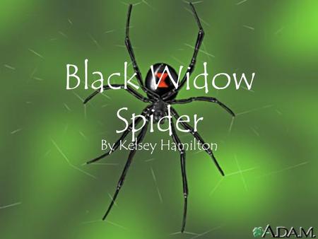 Black Widow Spider By Kelsey Hamilton. What to look for? The black widow is a medium-sized spider whose body is about a half- inch long. The name is derived.