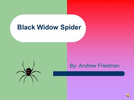 Black Widow Spider By: Andrew Friedman.