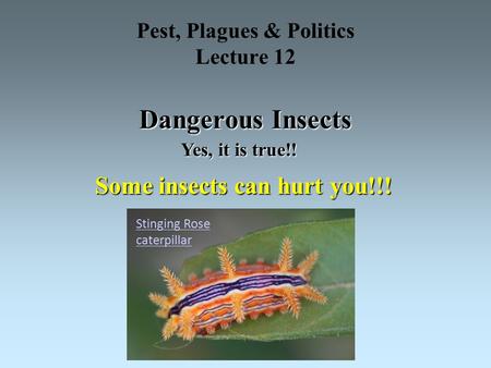 Dangerous Insects Pest, Plagues & Politics Lecture 12 Dangerous Insects Yes, it is true!! Some insects can hurt you!!! Stinging Rose caterpillar.