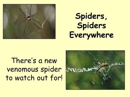 Spiders, Spiders Everywhere There’s a new venomous spider to watch out for!