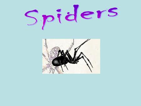 The garden spider is very harmless to people. There are many kinds of garden spiders.