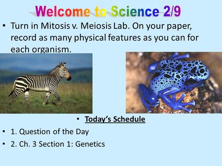 Turn in Mitosis v. Meiosis Lab. On your paper, record as many physical features as you can for each organism. Today’s Schedule 1. Question of the Day 2.