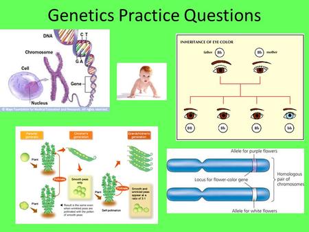 Genetics Practice Questions. Standard 2d: Mendel concluded that the alleles for tall stems in pea plants are dominant. Thus, crossing a purebred tall.