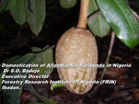 Domestication of Allanblackia floribunda in Nigeria Dr S.O. Badejo Executive Director Forestry Research Institute Of Nigeria (FRIN) Ibadan.