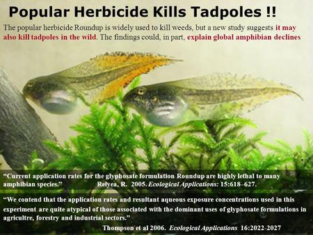 Popular Herbicide Kills Tadpoles !! “Current application rates for the glyphosate formulation Roundup are highly lethal to many amphibian species.”Relyea,