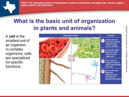 What is the basic unit of organization in plants and animals?