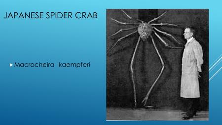 JAPANESE SPIDER CRAB  Macrocheira kaempferi.  21849943.