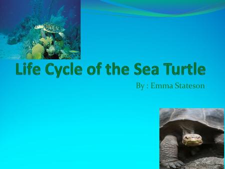 By : Emma Stateson. The Egg The first part of a sea turtles life cycle is the egg. Sea turtles can lay up to 200 eggs at a time. The eggs are laid on.