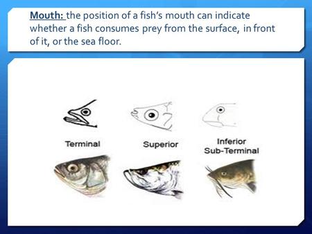 Mouth: the position of a fish’s mouth can indicate whether a fish consumes prey from the surface, in front of it, or the sea floor.