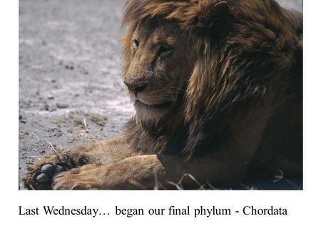 Last Wednesday… began our final phylum - Chordata