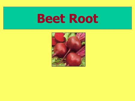 Beet Root.