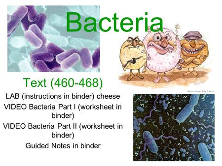 Bacteria Text (460-468) LAB (instructions in binder) cheese VIDEO Bacteria Part I (worksheet in binder) VIDEO Bacteria Part II (worksheet in binder) Guided.