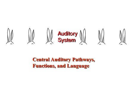 Central Auditory Pathways, Functions, and Language Central Auditory Pathways, Functions, and Language.