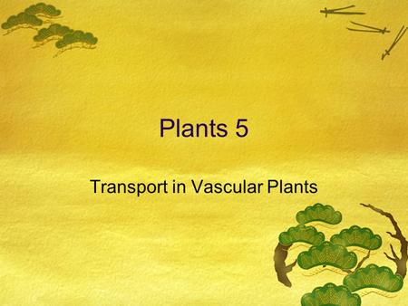 Plants 5 Transport in Vascular Plants Root Transport  Hairs absorb essential nutrients by active transport  Water enters by osmosis  This accumulation.