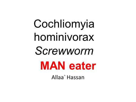 Cochliomyia hominivorax Screwworm MAN eater Allaa` Hassan.