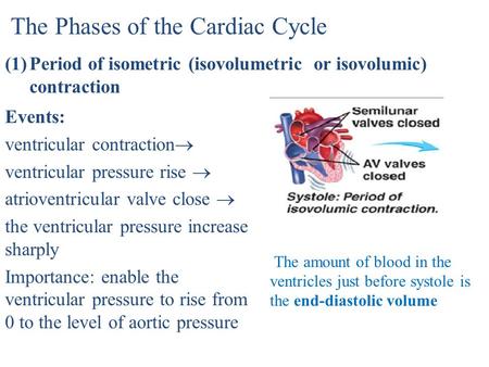The Phases of the Cardiac Cycle