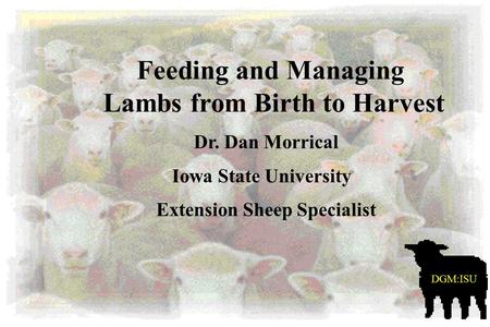 Lambs from Birth to Harvest Feeding and Managing