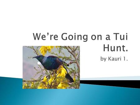 We’re Going on a Tui Hunt.