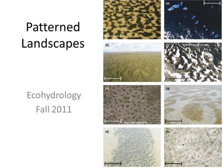 Patterned Landscapes Ecohydrology Fall 2011. Self-organized patterning  © Compics International Inc.