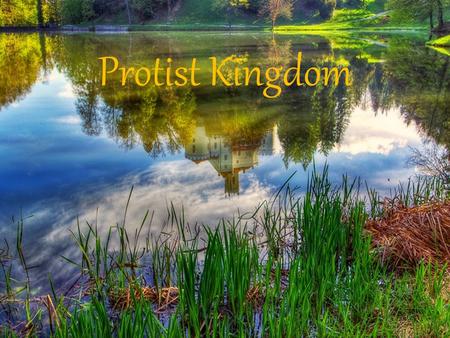 Protist Kingdom. What is a Protist? ~ Diverse group of Eukaryotic organisms that exist as independent cells or as a colony of cells. ~ Do not fall into.