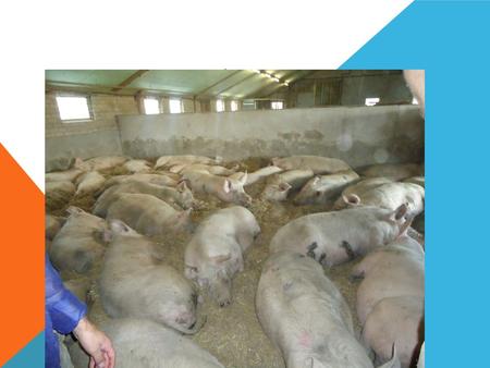 PIG PRODUCTION. CONTENTS OF THE PRESENTATION 1.Introduction – Sow cycle 2.Breeding – Breeds and characteristics 3.Feeding – Feeding of different classes.